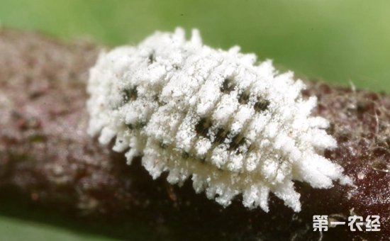 胡椒患上虫害怎么办？胡椒常见虫害的防治方法