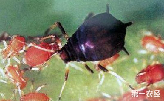胡椒患上虫害怎么办？胡椒常见虫害的防治方法