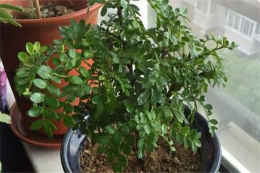 胡椒树种植后开花结果要多久？种植时间和管理技术是怎样？