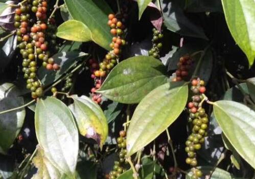 胡椒树种植后开花结果要多久？种植时间和管理技术是怎样？