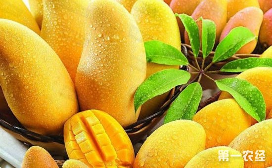 防止芒果早花的有效措施