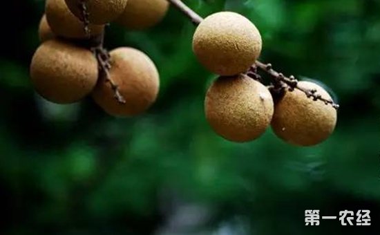 中国龙眼之乡是哪里？中国龙眼产地分布