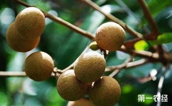 中国龙眼之乡是哪里？中国龙眼产地分布