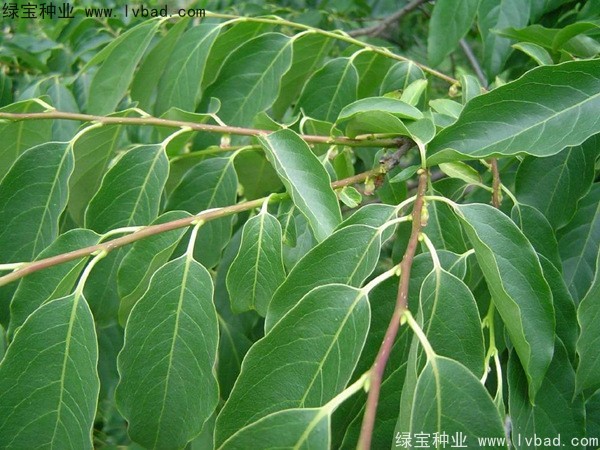 君迁子种子多少钱一斤？