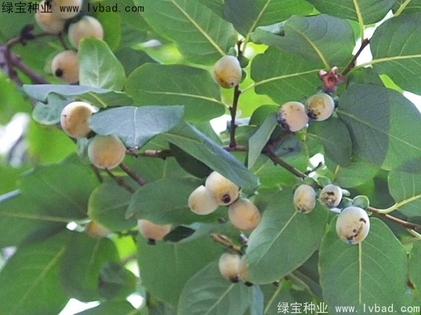 君迁子种子多少钱一斤？