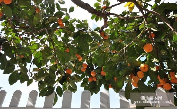 怎样防治柿树介壳虫