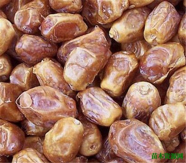 伊拉克枣和椰枣区别 伊拉克枣是加工过的吗