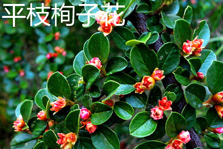 水栒子花和平枝栒子花的区别