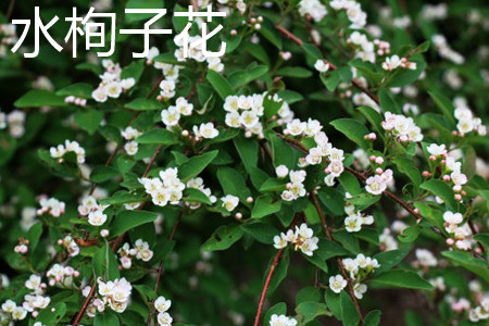 水栒子花和平枝栒子花的区别