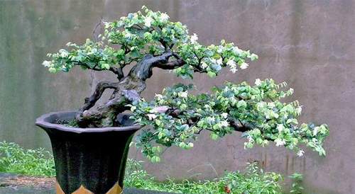 白花檵木盆景的养殖方法 价格是多少