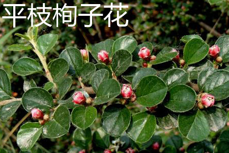 水栒子花和平枝栒子花的区别