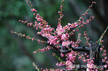 冬天养什么花不怕冻，什么花冬天冻不死