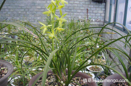 冬天养什么花不怕冻，什么花冬天冻不死