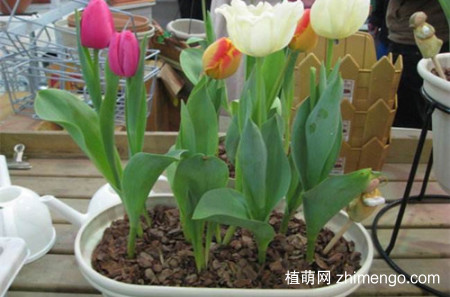 冬天养什么花不怕冻，什么花冬天冻不死
