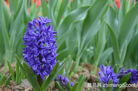 冬天养什么花不怕冻，什么花冬天冻不死