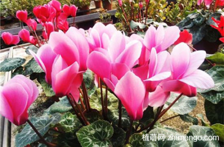 冬天养什么花不怕冻，什么花冬天冻不死