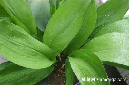 冬天养什么花不怕冻，什么花冬天冻不死