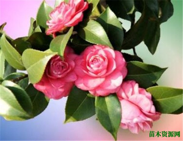 冬天开什么花 冬天不怕冻的花有哪些
