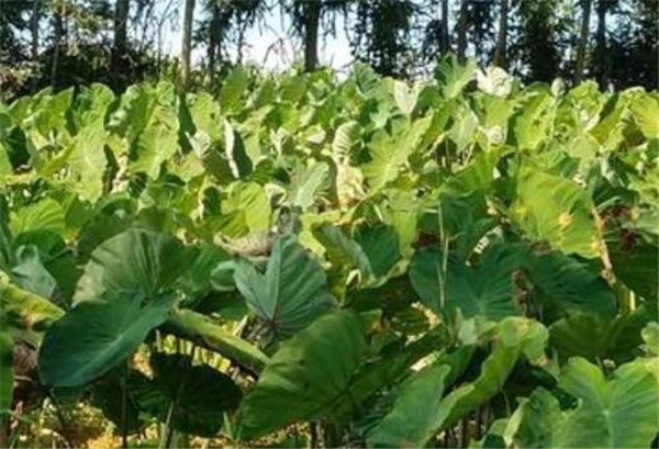 九头芋种植技术 九头芋价格多少钱一斤