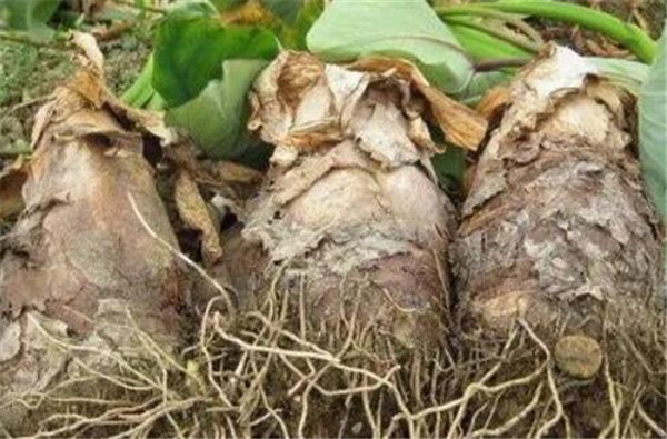 九头芋种植技术 九头芋价格多少钱一斤