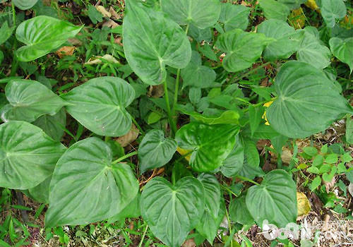 尖尾芋盆栽的养护要点
