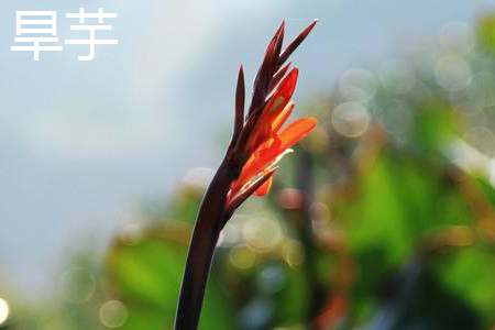水芋和旱芋的区别