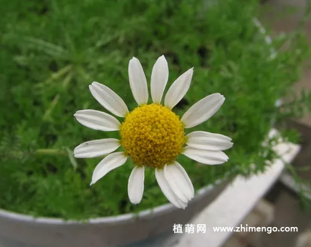 西洋甘菊怎么繁殖，常用这3种方法