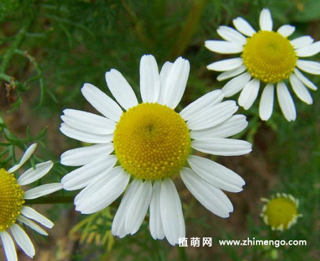 西洋甘菊怎么繁殖，常用这3种方法