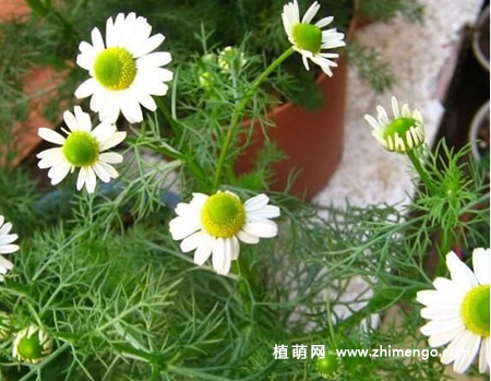 西洋甘菊怎么繁殖，常用这3种方法