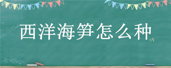西洋海笋怎么种
