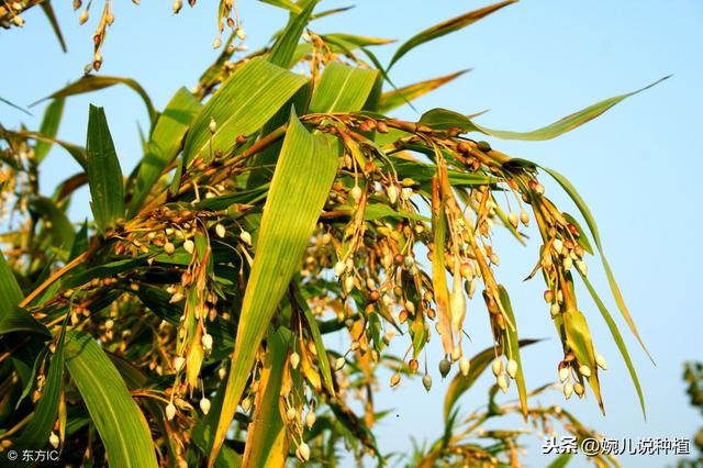 2019年，种植啥，能挣钱，农村这4种作物，明年种植不愁没销路！1、薏米2、西洋菜3、樱桃萝卜4、甜豆磷钾源库？～食品级磷酸二氢钾提供专业权威的产品检测报告！保花保果、膨果上色，壮籽抗倒，作物增产法宝！如需购买，请点击下面的蓝色文字“了解更多”