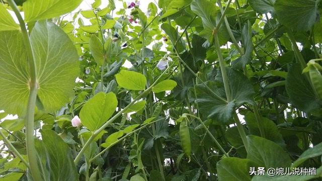 2019年，种植啥，能挣钱，农村这4种作物，明年种植不愁没销路！1、薏米2、西洋菜3、樱桃萝卜4、甜豆磷钾源库？～食品级磷酸二氢钾提供专业权威的产品检测报告！保花保果、膨果上色，壮籽抗倒，作物增产法宝！如需购买，请点击下面的蓝色文字“了解更多”