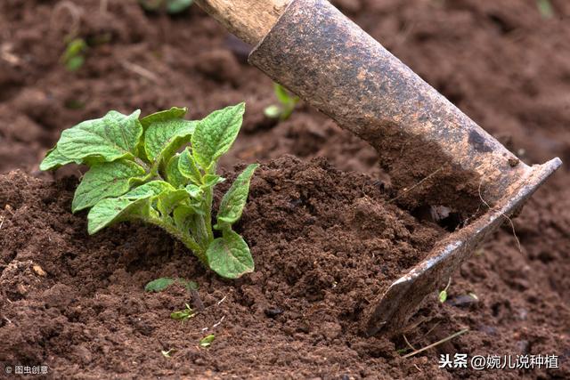 2019年，种植啥，能挣钱，农村这4种作物，明年种植不愁没销路！1、薏米2、西洋菜3、樱桃萝卜4、甜豆磷钾源库？～食品级磷酸二氢钾提供专业权威的产品检测报告！保花保果、膨果上色，壮籽抗倒，作物增产法宝！如需购买，请点击下面的蓝色文字“了解更多”