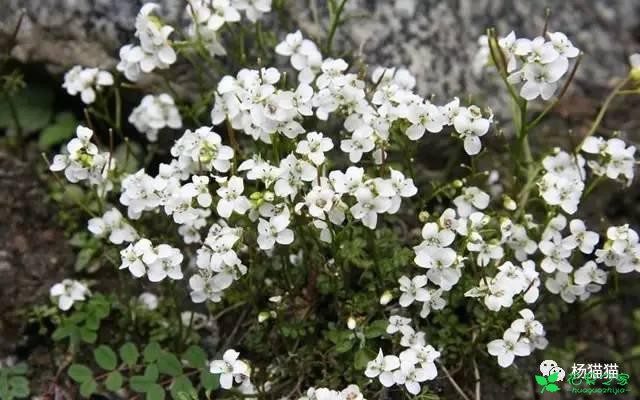 3月30日碎米荠生日花语