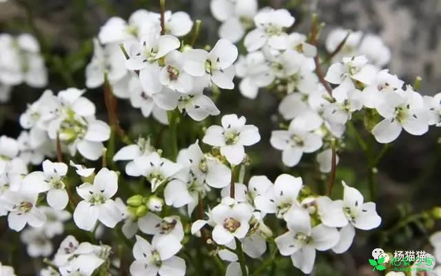 3月30日碎米荠生日花语