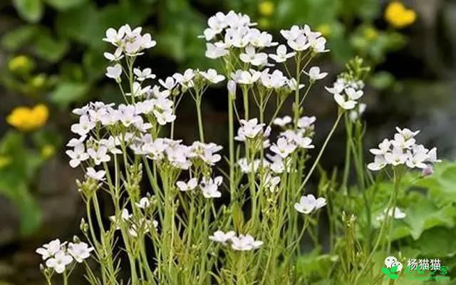 3月30日碎米荠生日花语