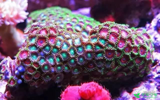 3月30日碎米荠生日花语