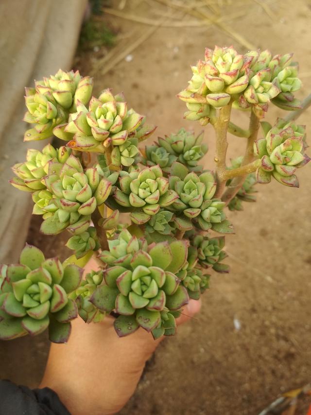 酥皮鸭软萌的可以？养护都了解了吗？