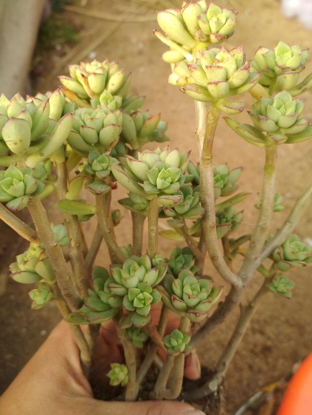 酥皮鸭软萌的可以？养护都了解了吗？