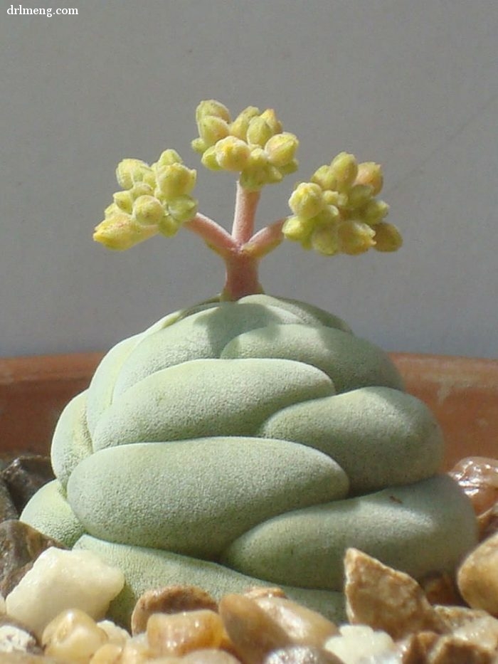 蠢萌小胖子，托尼