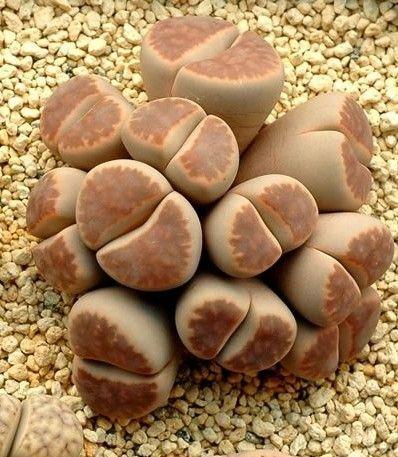 萌萌的多肉有没有萌化你的心，多肉美图！ 。。。