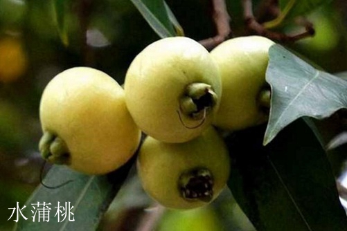 水蒲桃和海南蒲桃怎么区别，看完下面这两点就懂了