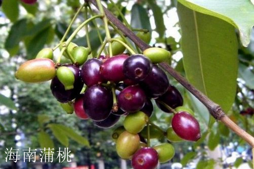 水蒲桃和海南蒲桃怎么区别，看完下面这两点就懂了