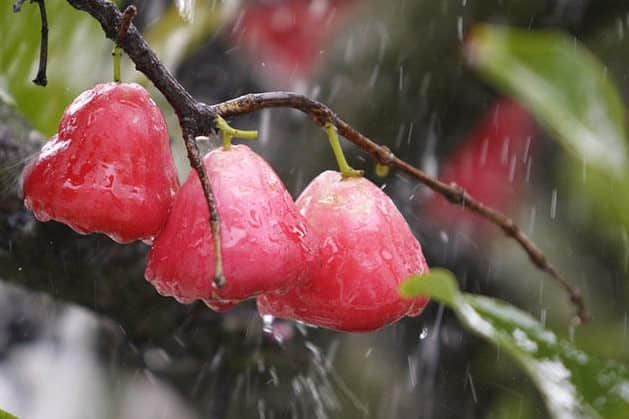 水蒲桃高清大图