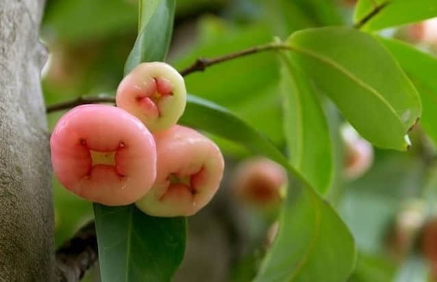 水蒲桃高清大图