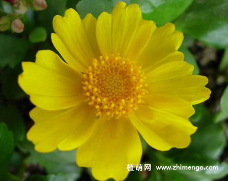 金鸡菊怎么养，7种养殖方法事项