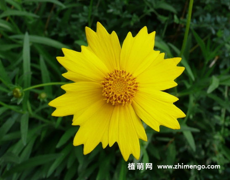 金鸡菊怎么养，7种养殖方法事项