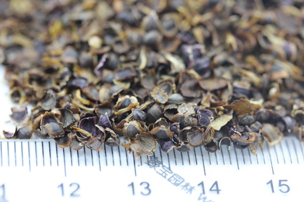 金鸡菊(矮生)播种时间及种植方法详细介绍