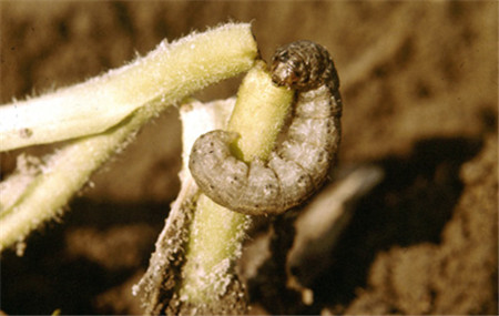 大花金鸡菊常见虫害及防治方法