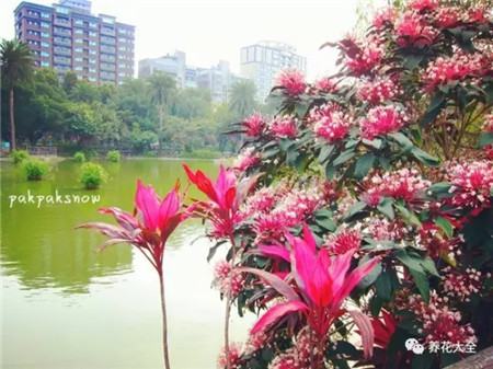 会开烟花，能结腊肠的花，这辈子见到一次就知足了